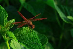 Schöne rote Libelle zeigt Flügeldetails auf einem grünen Blatt als natürlicher Hintergrund am Sonnenscheintag. Insektentier in der Natur. Nahaufnahme rote Libelle. Wasserqualitätsindikator. Gedenkkonzept. Welt retten. foto