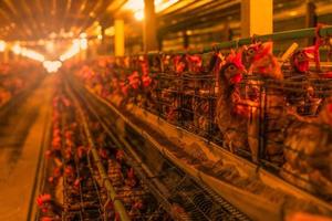 Hühnerfarm. Eierlegende Hühner in Batteriekäfigen. kommerzielle Hühner Geflügelzucht. legehennen viehbetrieb. intensive Geflügelhaltung in geschlossenen Systemen. Eierproduktion. Hühnerfutter für Legehennen. foto