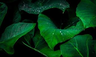 grünes Blatt mit Regentropfen im Dschungel. Wassertropfen auf Blättern. grüner blattbeschaffenheitshintergrund mit minimalem muster. grüne Blätter im tropischen Wald auf dunklem Hintergrund. grüne Tapete. Botanischer Garten. foto