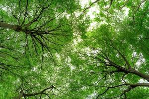 Unteransicht des Baumstamms zu grünen Blättern des Baums im tropischen Wald. frische Umgebung im Park. grüne pflanze gibt sauerstoff im sommergarten. Wald ist Lunge für menschliches Konzept. atmen sie frische luft konzept.