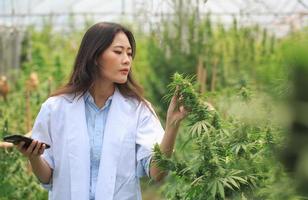 Forscher verwenden die Hand, um Cannabispflanzen für die medizinische Forschung zu halten oder zu untersuchen. cbd-öl, kräutermedizin foto