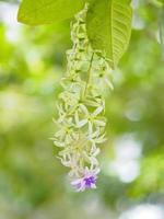 Blume lila Blumenstrauß aus fünf Blütenblättern, wie ein 5-zackiges Blütenblatt, die Oberseite der Blütenblätter ist behaart, die Basis der Blütenblätter ist mit der Röhre verbunden, in den Blüten befinden sich 4-5 Staubblätter foto