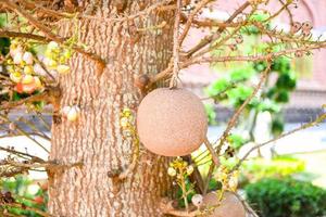 kanonenkugelfrucht auf dem kanonenkugelbaum mit blume, shorea robusta dipterocarpaceae - sal, shal, sakhuwan, salbaum, sal von indien, religiosa foto