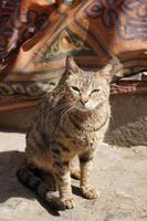 eine lustige tabby-katze, die auf der stadtstraße sitzt, kairo ägypten. foto