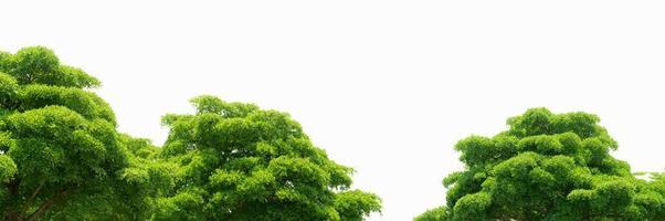 Bäume mit grünen Blättern isoliert auf weißem Hintergrund. Baum mit hellgrünen Blättern an einem sonnigen Tag. Pflanzen für die Architektur dekorativ. Baumstrauch mit Zweig und Schaft. foto