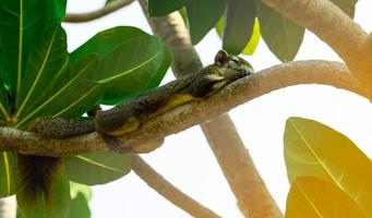 Eichhörnchen, das nach dem Mittagessen am Mittag auf einem Baumzweig mit grünen Blättern schläft. entspannende zeit im sommerurlaub des niedlichen eichhörnchens. foto