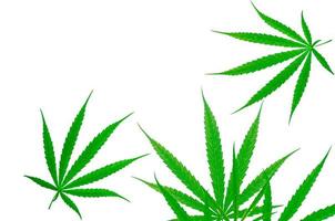 Cannabispflanze. cannabis sativa hanf hat cbd. Marihuana-Unkraut grüne Blätter auf weißem Hintergrund. Hanffarm. Cannabisanbau für medizinische oder Erholungszwecke. Kräuterpflanze. Betäubungsmittel. foto