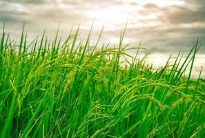 Grünes Reisfeld. Reisplantage. Bio-Jasminreisfarm in Asien. Reisanbau Landwirtschaft. schöne Natur des Ackerlandes. asiatisches Essen. Reisfeld warten auf die Ernte. Pflanzenanbau. foto