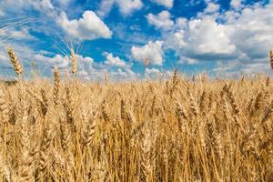 Weizenfeld, frische Weizenernte foto