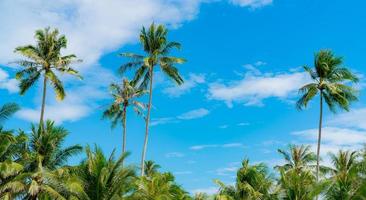 Kokospalme gegen blauen Himmel und weiße Wolken. sommer- und paradiesstrandkonzept. tropische Kokospalme. Sommerurlaub auf der Insel. Kokospalme im Resort am tropischen Meer an einem sonnigen Tag.