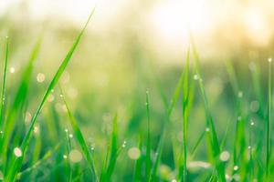 verschwommenes frisches grünes Grasfeld am frühen Morgen mit Morgentau. Wassertropfen auf der Spitze der Grasblätter im Garten. grünes gras mit bokeh hintergrund im frühjahr. Naturhintergrund. saubere Umwelt.