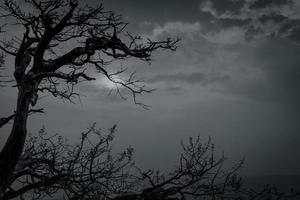 Silhouette toter Baum auf dunklem, dramatischem Himmel und weißem Wolkenhintergrund für Tod und Frieden. Halloween-Tag-Hintergrund. Verzweiflung und hoffnungsloses Konzept. traurig von der Natur. Tod und trauriger Emotionshintergrund. foto