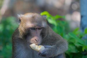 Affe, der alleine Banane isst. süßes Tier im Zoo. Affe, der alleine Banane isst. foto