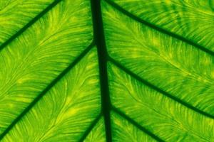 Makroaufnahme Detail des grünen Blatt Textur Hintergrund. Musterlinie aus frischem grünem Blatt. abstrakte grüne Textur. hintergrund für organisches konzept. natürliches Muster der Blätter. Photosynthese und Chlorophyll.