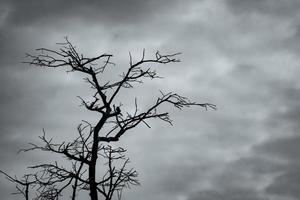 Silhouette toter Baum auf dunklem, dramatischem Himmel und weißem Wolkenhintergrund für friedlichen Tod. Verzweiflung und hoffnungsloses Konzept. traurig von der Natur. Tod und trauriger Emotionshintergrund. Tote Zweige einzigartiges Muster. foto