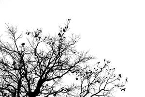 Silhouette toter Baum und Ast isoliert auf weißem Hintergrund. schwarze Zweige der Baumkulisse. Natur Textur Hintergrund. Ast für Grafikdesign und Dekoration. Kunst auf Schwarz-Weiß-Szene. foto