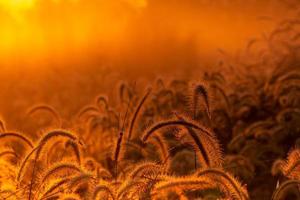 Grasblume morgens bei Sonnenaufgang mit goldenem Sonnenschein. Blumenfeld im ländlichen. Orangenwiese Hintergrund. wilde Wiesengrasblumen mit Morgensonne. beginnen sie einen neuen tag oder ein neues lebenskonzept. foto