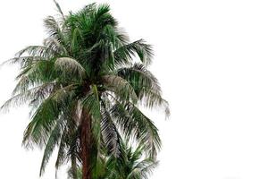 Kokospalme isoliert auf weißem Hintergrund. tropische Palme, die von einer schwarzköpfigen Kokosnuss-Raupe angegriffen wird. Austrocknung der Kokosnuss durch Befall mit Opisina arenosella. Palmenkrankheit das Problem der Landwirte. foto