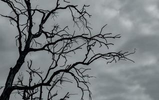 Silhouette toter Baum auf dunklem, dramatischem Himmel und weißem Wolkenhintergrund für friedlichen Tod. Konzept der Verzweiflung und Hoffnung. traurig von der Natur. Tod und trauriger Hintergrund. donner- und sturmhimmel im dürreland. foto