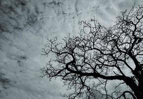Silhouette toter Baum auf dunklem, dramatischem Himmel und weißen Wolken. tod, klage, traurig, trauer, hoffnungslos und verzweiflung. Halloween-Tag abstrakter Hintergrund. Nachschlagen von toten Baum. blattloser Baum. foto