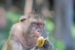 Der Affe öffnet seinen Mund, während er eine Banane isst, während seine Augen geschlossen sind. süßes Tier. foto