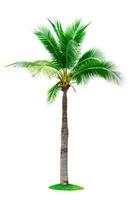 Kokosnussbaum lokalisiert auf weißem Hintergrund mit Kopienraum. Wird für die Werbung für dekorative Architektur verwendet. Sommer- und Strandkonzept. tropische Palme. foto