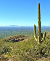 Saguaro kaktus