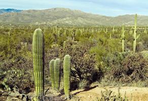 Riesen-Saguaro-Kaktus im Saguaro-Nationalpark, Arizona foto