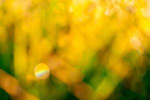 verschwommenes goldenes und grünes rasenfeld morgens mit sonnenlicht. gelber bokeh hintergrund des sonnenscheins im frühling. Naturhintergrund. saubere Umwelt. goldener bokeh abstrakter hintergrund mit sonnenlicht. foto