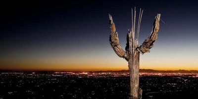Saguaro Knochen und Tucson Stadt Lichter