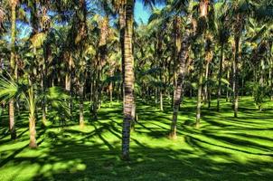 Palmen im Dschungel, Teneriffa, Kanarische Inseln foto