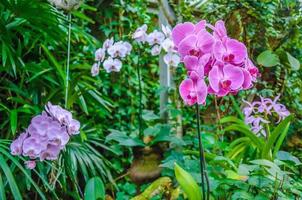 rosa gestreifte orchideenblume herein mit blatthintergrund. foto