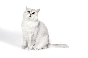 britische lorthair rauchige katze isoliert auf weiß wartet foto