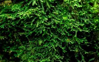 Makroaufnahme Detail der Moosbedeckung mit dichtem totem Baum. grüne umwelt, natur, ökologie, biodiversitätskonzept. natürlichen Hintergrund foto
