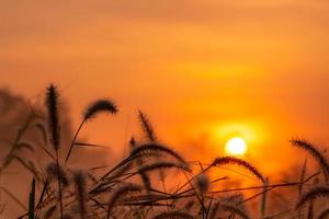 Grasblume morgens bei Sonnenaufgang mit goldenem Sonnenschein. Blumenfeld im ländlichen. Orangenwiese Hintergrund. wilde Wiesengrasblumen mit Morgensonne. beginnen sie einen neuen tag oder ein neues lebenskonzept. foto