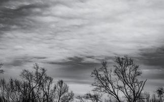 Silhouette toter Baum auf dunklem, dramatischem Himmel und weißem Wolkenhintergrund für Tod und Frieden. Halloween-Tag-Hintergrund. Verzweiflung und hoffnungsloses Konzept. traurig von der Natur. Tod und trauriger Emotionshintergrund. foto