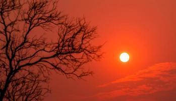 runde kleine Sonne am roten Sonnenunterganghimmel mit unscharfem Vordergrund Silhouette blattloser Baum. friedlicher, ruhiger und todesabstrakter hintergrund. schönes Zweigmuster. Naturlandschaft. sommerhimmel in der dämmerung. foto