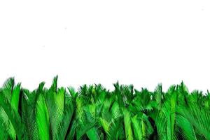 grüne Blätter der Palme isoliert auf weißem Hintergrund. nypa fruticans wurmb nypa, atap-palme, nipa-palme, mangrovenpalme. grünes Blatt zur Dekoration in Bio-Produkten. tropische Pflanze. grünes exotisches Blatt. foto