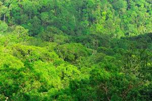 schöne aussicht auf den tropischen regenwald an den klippen von pha diao dai im khao yai nationalpark in thailand. Weltkulturerbe. grüne dichte hohe bäume auf dem berg foto