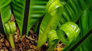 Farn grüne lockige Blätter Textur Hintergrund. farngrünes blatt im tropischen wald. grüne blätter mit schönem muster im garten für organisches konzept. wachsende natürliche pflanze im dschungel. Naturhintergrund. foto