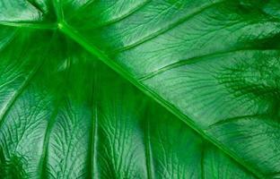 Nahaufnahmedetail von grünen Blättern, die für den Hintergrund von Bio- oder Naturkosmetikprodukten verwendet werden. Naturkonzept. tropisches blatt mit grüner textur. Öko-Hintergrund. schönes Muster aus Bon-Blatt. foto