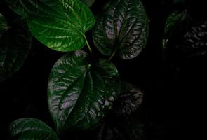 Draufsicht auf Wildbetal Leafbush Piper Sarmentosum Roxb. grüne Blätter Textur Hintergrund. Pflanzenheilkunde. natürliche Kalziumquelle aus Kräuterblättern. grüne blätter im dschungel für organisches konzept