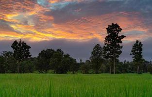 Landschaft grünes Reisfeld mit Sonnenaufgang Himmel und Regentropfen. Reisfarm mit tropischem Baum. Landwirtschaftsgrundstück zu verkaufen. Ackerland. Bio-Reisfarm. Landansicht. Carbon-Credit-Konzept. ländliches Gebiet. foto