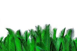 grüne Blätter der Palme isoliert auf weißem Hintergrund. nypa fruticans wurmb nypa, atap-palme, nipa-palme, mangrovenpalme. grünes Blatt zur Dekoration in Bio-Produkten. tropische Pflanze. grünes exotisches Blatt. foto