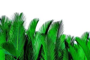 grüne Blätter der Palme isoliert auf weißem Hintergrund. nypa fruticans wurmb nypa, atap-palme, nipa-palme, mangrovenpalme. grünes Blatt zur Dekoration in Bio-Produkten. tropische Pflanze. grünes exotisches Blatt. foto