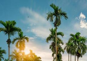 Arekanusspalme Areca Catechu. Betelnuss-Palme mit blauem Himmel und weißen Wolken. kommerzielle Ernte. tropische Palme im Garten. Areca-Nuss-Palmenanbau und -plantage. Kräuterpflanze. Gartenbau. foto