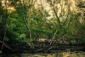 Grüne Blätter von Mangrovenbäumen und toten Bäumen im Mangrovenwald als Hintergrund mit klarem, weißem Himmel. dunkle emotionale Szene. foto