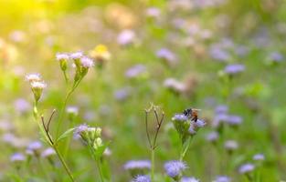 Biene in säugendem Nektar in lila Grasblume im Garten. hintergrund für spa und entspannendes konzept. grüner und violetter naturhintergrund. Blumenwiese auf dem Land. Blumen blühen im Garten. foto