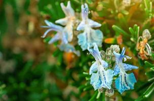 Selektiver Fokus auf blaue Blume auf verschwommenem Hintergrund. exotische Blume. Frühling. schöne blume und grüne blätter morgens mit sonnenlicht. natürlicher hintergrund von guter umgebung und frischer luft foto