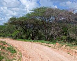 rote Grundstraße, Busch mit Savanne. Tsavo West, Kenia, Afrika foto